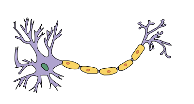 rysunek przedstawiający neuron