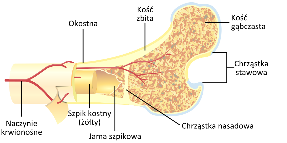 przekrój ludzkiej kości