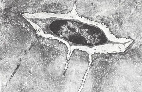 widok osteoblastu pod mikroskopem