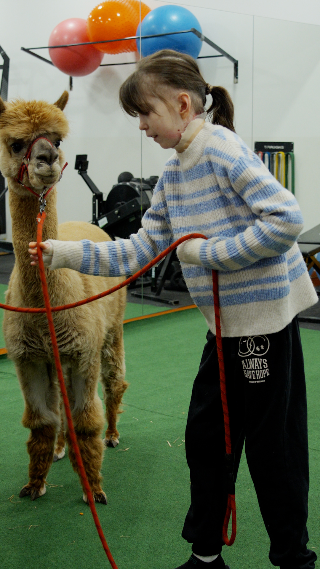 Dziewczynka trzyma uzdę alpaki.