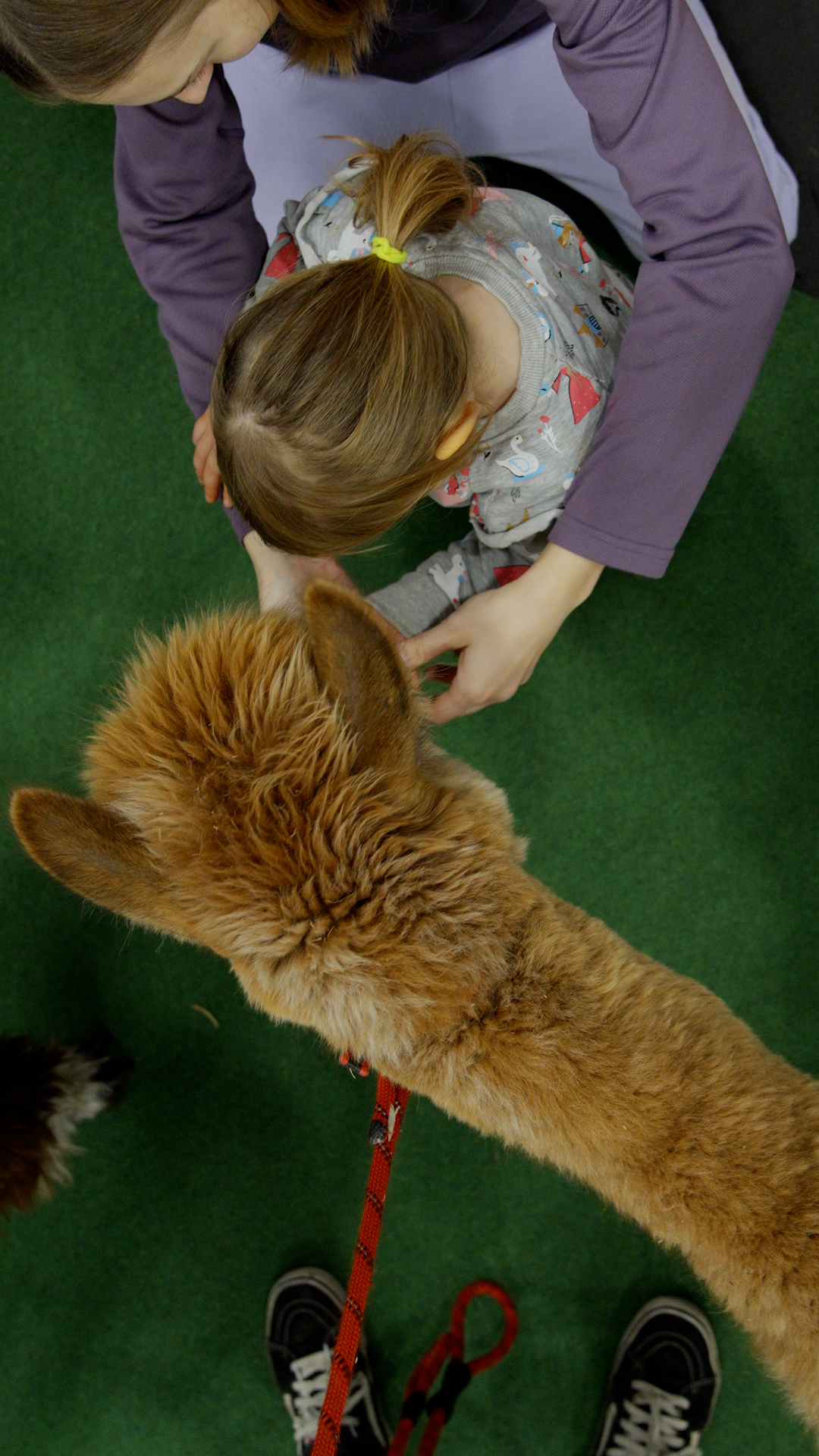 Dziewczynka karmi alpakę.