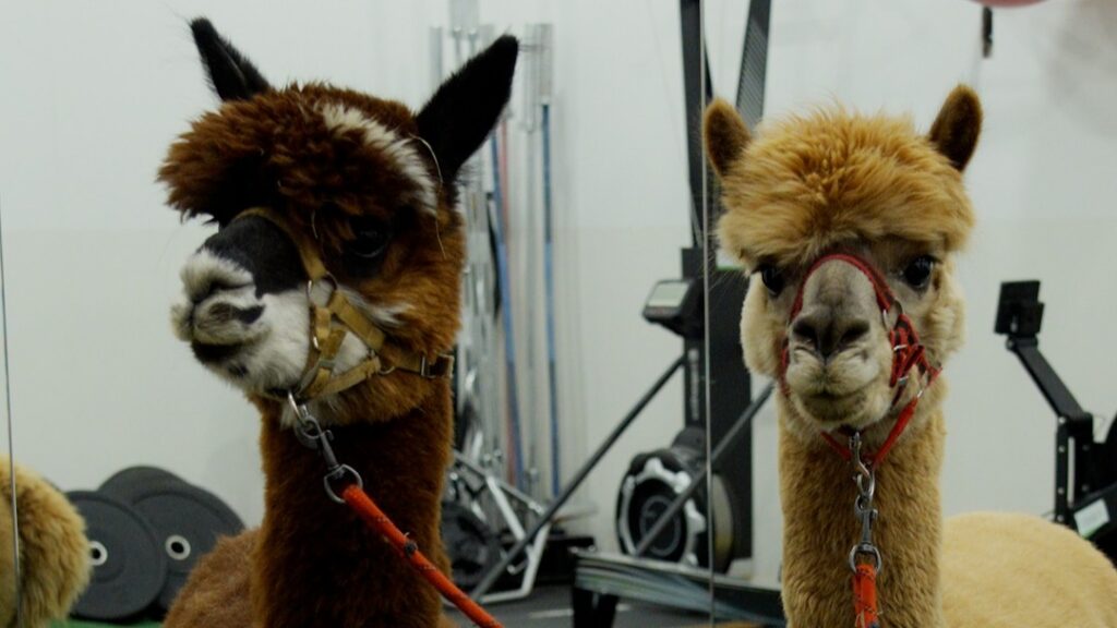 Głowy dwóch alpak.