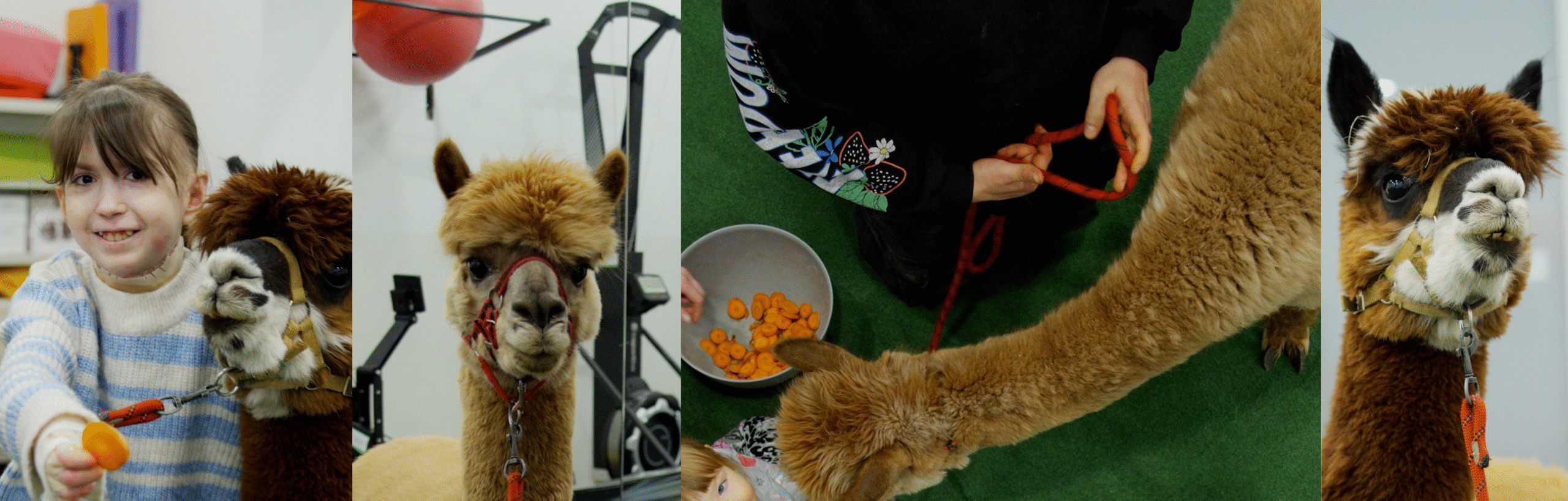 Kolaż zdjęć z alpakami.